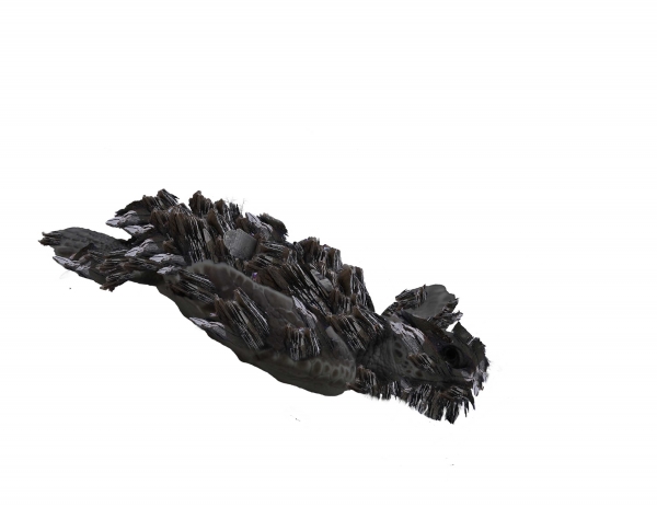 Creation of durtle: Step 2